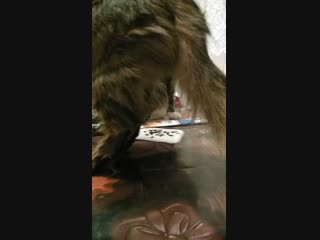 Video 20181229 235952 mp4