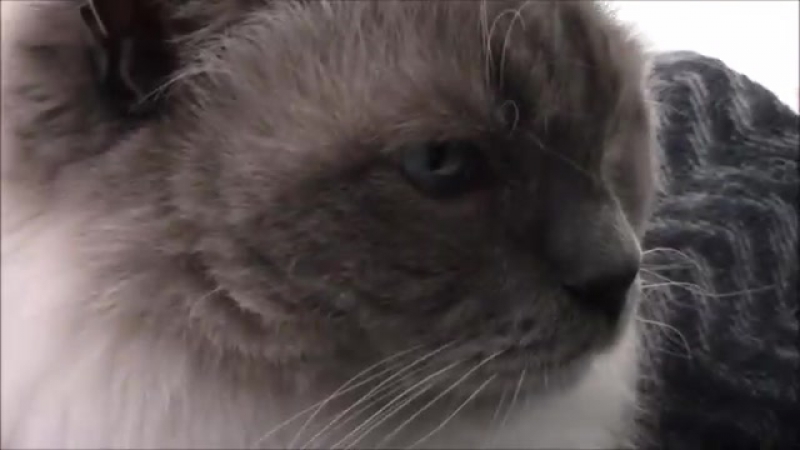 Funny cat compilation ragdoll cat!