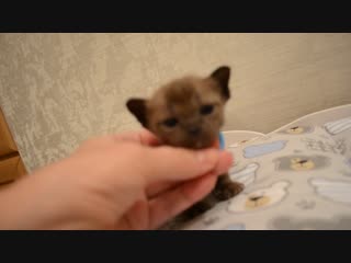 Secret pleasure darth sidious