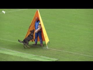 Wm wusv igp 2019 button vikar c 80