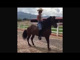 Лошадь колумбийский шаг (chica montando caballo paso fino)