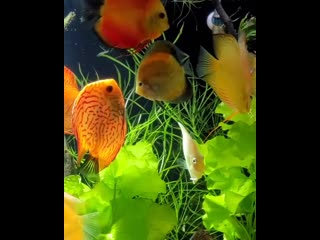 Lissa aquariums 20201028 154141 1 mp4