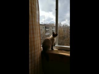 Амита ловит птичек