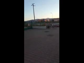 Woman in livorno, italy berating a man for skinning a live cat in broad daylight in a public area