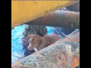 This dog was rescued by a team of oil rig workers after it swam more than 135 miles from the shore in the gulf of thailand and e