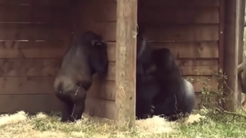 Шило в попе