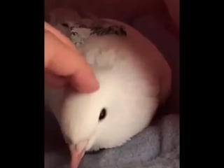 Домашний голубь (vhs video)