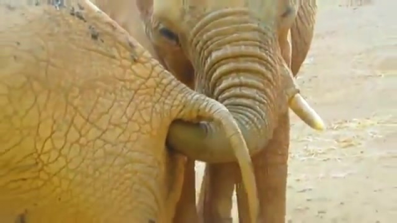 Порно кастинг (18+) представляет хахаха слон засунул хобот в жопу