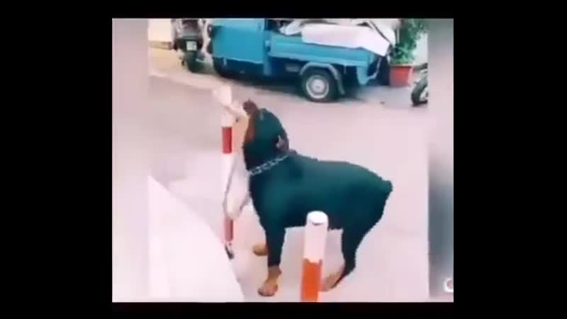 Тобi пiзда