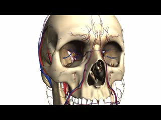 Foramina of the skull and structures that pass through anatomy tutorial part 1