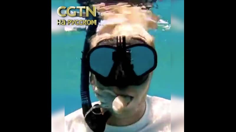 Дайверу шейну брауну во время погружения в рот залез осьминог