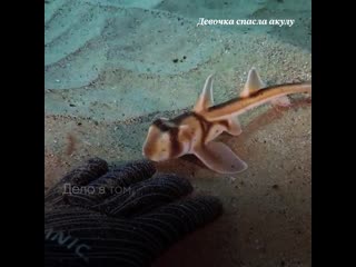 Девочка помогла акуле