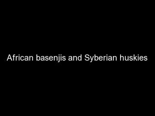 African basenjis & syberian huskies