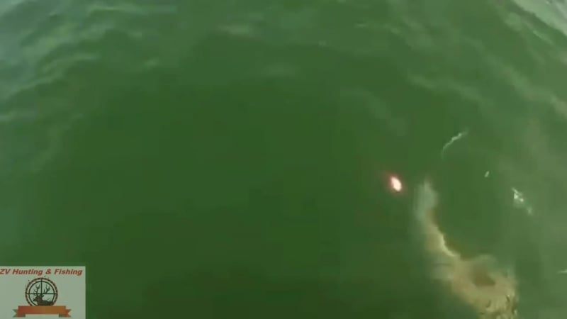 Во время ловли акулы на нее напал морской окунь