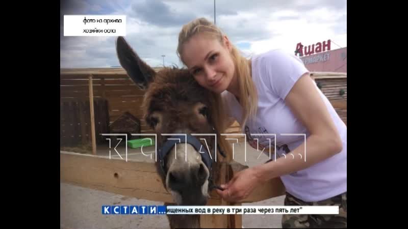 Осел раздора в зоопарке стал причиной скандала и будущих судебных исков