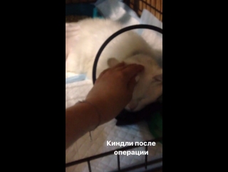 Киндли после операции