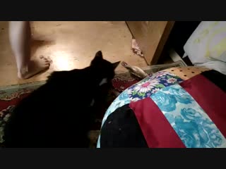 Vid 20170604 wa0001 mp4