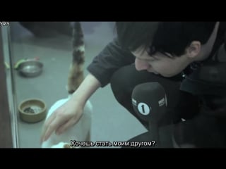 Dan and phil frolic with kittens happiness week rus sub