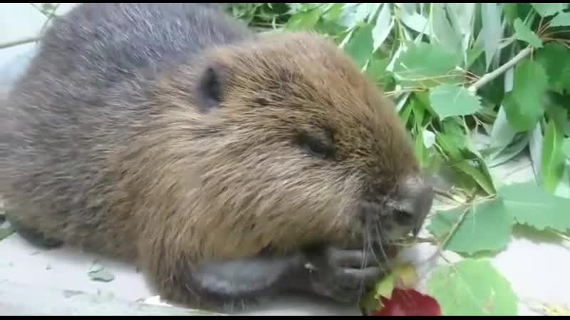 Спасенный бобр вика