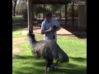 Amusing and amazing emu