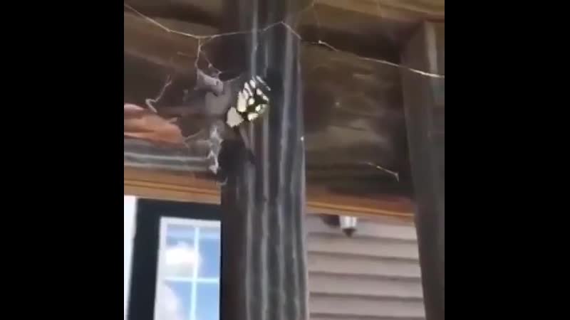 Паук быстренько упаковал добычу