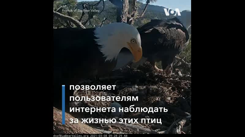 Орланы в калифорнии