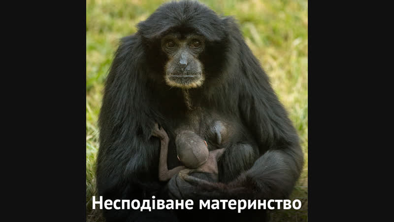 Поповнення в зоопарку сан дієго