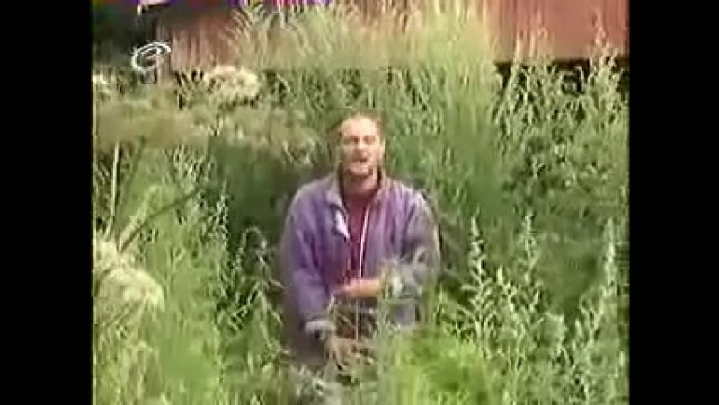 Стратегические семена