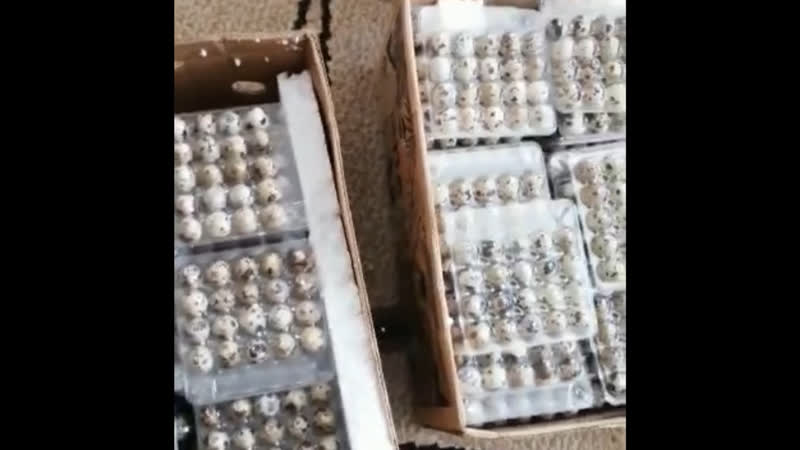 4000 дана бөдене жұмыртқалары нұр сұлтан қаласына жіберілді