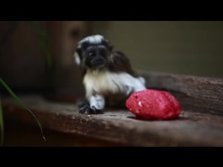 Австралийских обезьянок спасли от жары мороженым