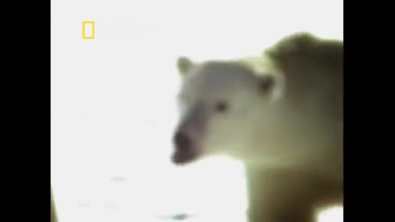 Дикий секс роковые женщины wild sex дикий мир и молодые в нем