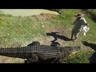 Crazy crocodile expert takes one on a ride