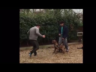 Bandog maco andante 5 months