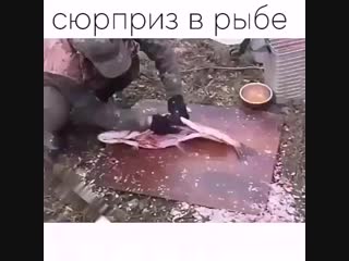 Сюрприз в рыбе