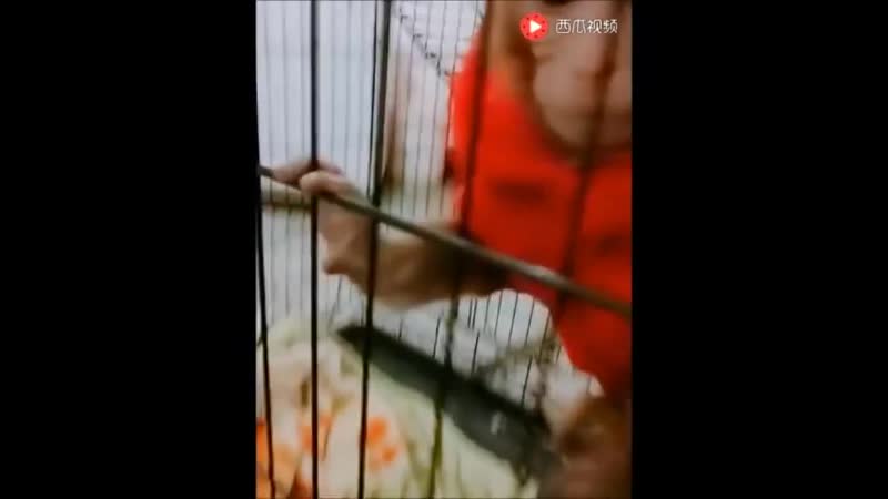 Baby monkeys' porn, milk and suffering, so moving