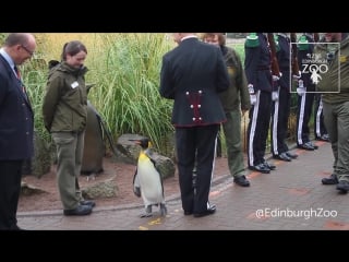 Sir nils olav promoted to brigadier by norwegian kings guard