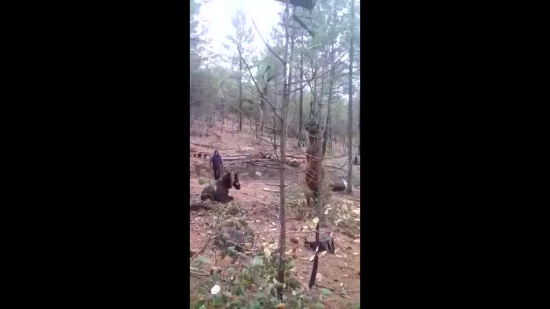 Упряжка на делянке mp4