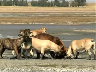 Boerboel dogs