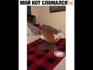 Chip key котик ёбнулся