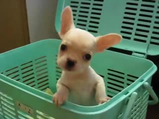 Милаха #shortvideodog #видеособака #