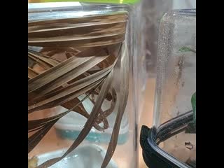 Phidippus regius baby