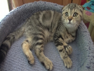 Girl, scottish fold, color black marble 🐱 for sale! sweet berry!