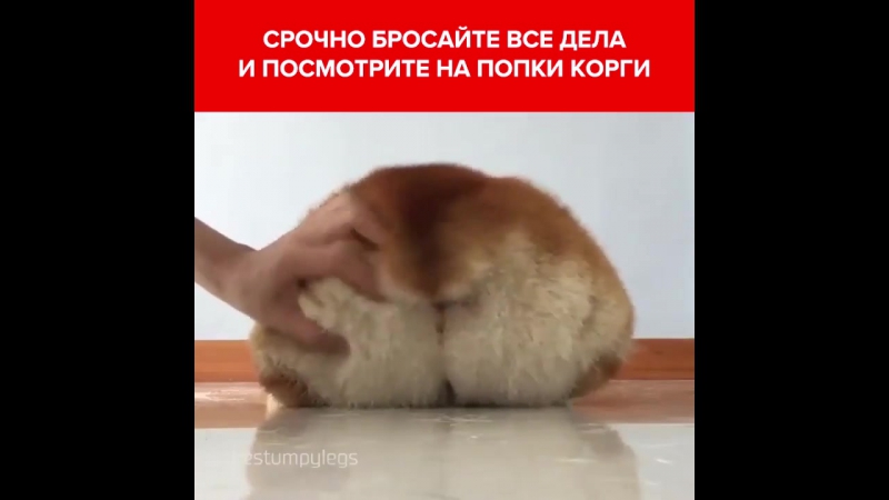 Попки корги