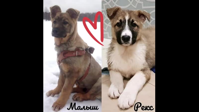 Рекс #мангол изар малыш #толик изар