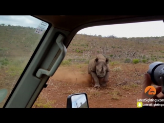 Black rhino charges car