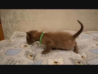 Secret pleasure dameron