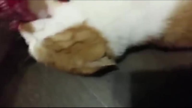 Боря, дай булку