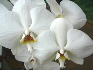 Ernesto cortazar orchidea