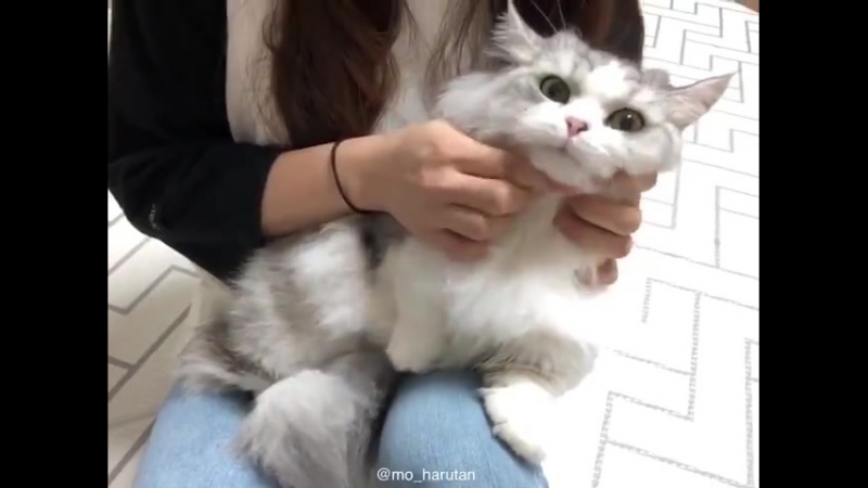 Как правильно давать кошкам таблетки