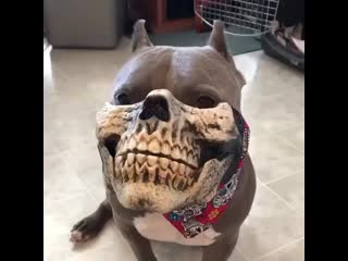 Woof woof блеать